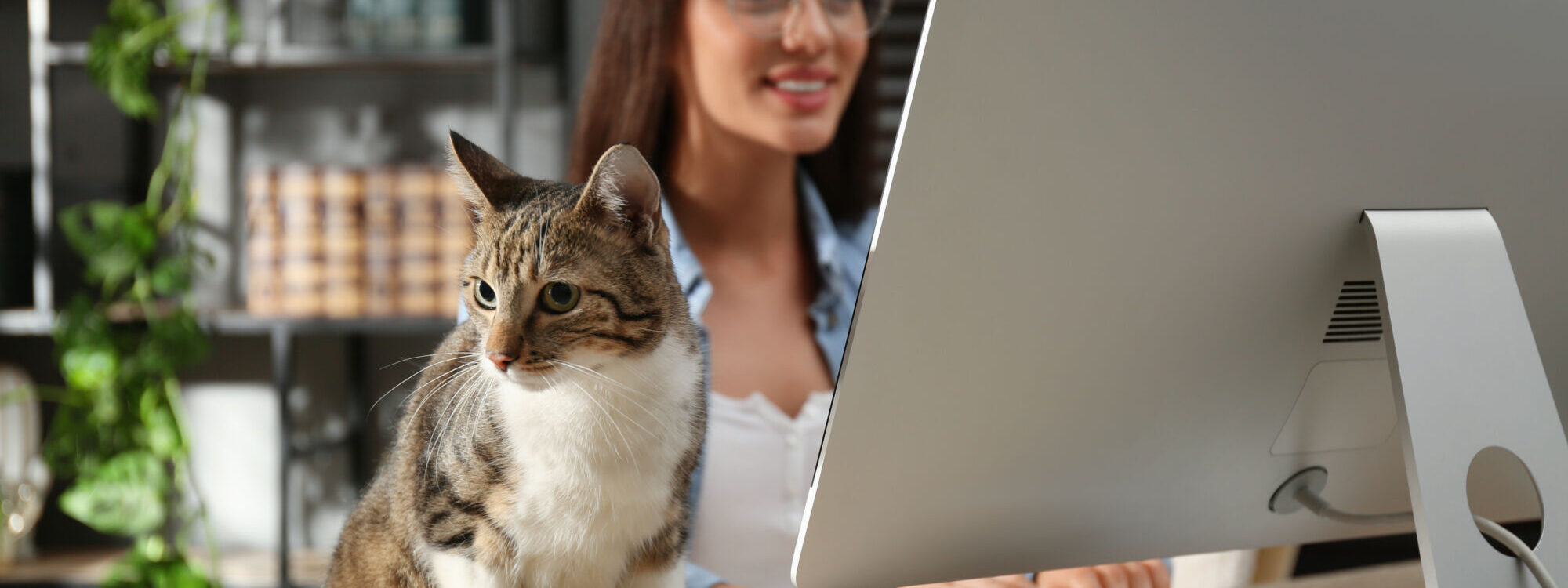 La ronronth&eacute;rapie vous connaissez ? : L’incroyable pouvoir apaisant des chats au bureau : une solution pour r&eacute;duire le stress ! Cernay