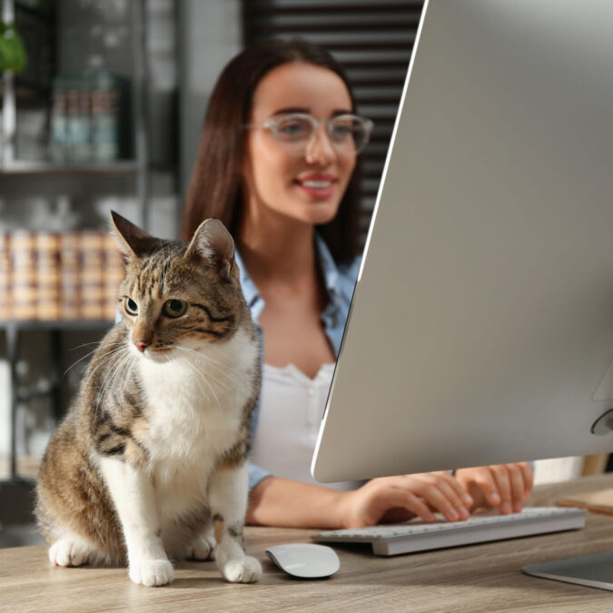 La ronronth&eacute;rapie vous connaissez ? : L’incroyable pouvoir apaisant des chats au bureau : une solution pour r&eacute;duire le stress ! Cernay